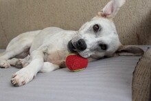 NOA, Hund, Mischlingshund in Rumänien - Bild 8