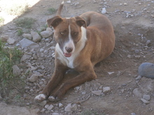 AMBARA, Hund, Mischlingshund in Spanien - Bild 2