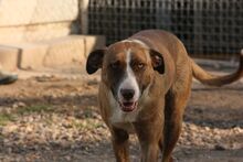 AMBARA, Hund, Mischlingshund in Spanien - Bild 3