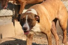 AMBARA, Hund, Mischlingshund in Spanien - Bild 5