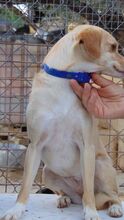ALITA, Hund, Mischlingshund in Spanien - Bild 10