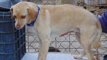 ALITA, Hund, Mischlingshund in Spanien - Bild 11