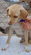 ALITA, Hund, Mischlingshund in Spanien - Bild 9