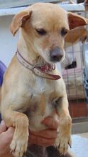 WIKO, Hund, Mischlingshund in Spanien - Bild 3