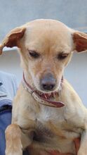 WIKO, Hund, Mischlingshund in Spanien - Bild 4