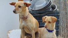 WIKO, Hund, Mischlingshund in Spanien - Bild 5