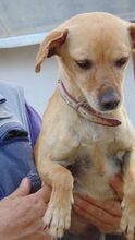 WIKO, Hund, Mischlingshund in Spanien - Bild 7