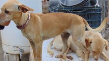 WIKO, Hund, Mischlingshund in Spanien - Bild 8