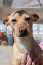 TORMENTA, Hund, Podenco in Spanien - Bild 1