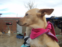 TORMENTA, Hund, Podenco in Spanien - Bild 17