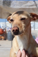 TORMENTA, Hund, Podenco in Spanien - Bild 2