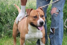 SPARTACUS, Hund, Staffordshire Bull Terrier in Ungarn - Bild 1