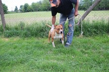 SPARTACUS, Hund, Staffordshire Bull Terrier in Ungarn - Bild 2