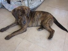 LIPO, Hund, Mischlingshund in Spanien - Bild 3