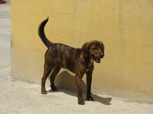 LIPO, Hund, Mischlingshund in Spanien - Bild 8