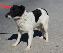 MIKLOS, Hund, Mischlingshund in Ungarn - Bild 2
