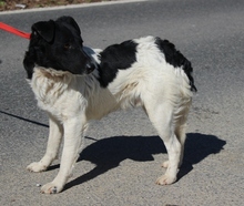MIKLOS, Hund, Mischlingshund in Ungarn - Bild 3