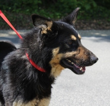 NERO, Hund, Deutscher Schäferhund in Ungarn - Bild 2