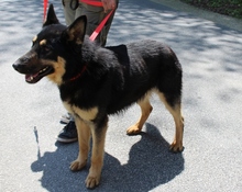 NERO, Hund, Deutscher Schäferhund in Ungarn - Bild 3