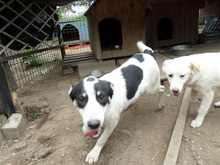 JAKE, Hund, Mischlingshund in Rumänien - Bild 1
