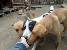JAKE, Hund, Mischlingshund in Rumänien - Bild 2