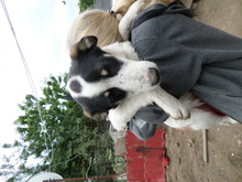 JAKE, Hund, Mischlingshund in Rumänien - Bild 3