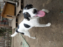 JAKE, Hund, Mischlingshund in Rumänien - Bild 4