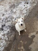 FARRIS, Hund, Mischlingshund in Bulgarien - Bild 1