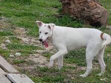 FARRIS, Hund, Mischlingshund in Bulgarien - Bild 10
