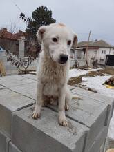 FARRIS, Hund, Mischlingshund in Bulgarien - Bild 2