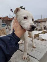 FARRIS, Hund, Mischlingshund in Bulgarien - Bild 3