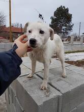 FARRIS, Hund, Mischlingshund in Bulgarien - Bild 4
