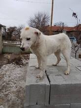 FARRIS, Hund, Mischlingshund in Bulgarien - Bild 5
