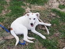 FARRIS, Hund, Mischlingshund in Bulgarien - Bild 9