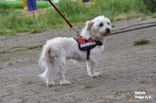 RESIE, Hund, Malteser in Grevenbroich - Bild 1