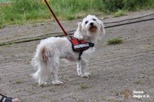 RESIE, Hund, Malteser in Grevenbroich - Bild 2