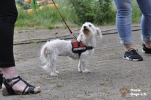 RESIE, Hund, Malteser in Grevenbroich - Bild 3