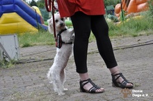 RESIE, Hund, Malteser in Grevenbroich - Bild 4