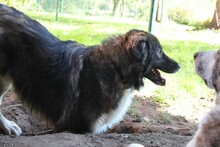 JOEY, Hund, Ciobanesc Românesc Carpatin-Collie-Mix in Weste - Bild 1