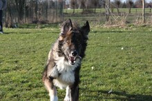 JOEY, Hund, Ciobanesc Românesc Carpatin-Collie-Mix in Weste - Bild 18