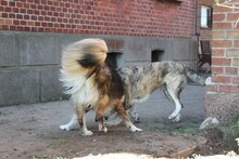 JOEY, Hund, Ciobanesc Românesc Carpatin-Collie-Mix in Weste - Bild 7