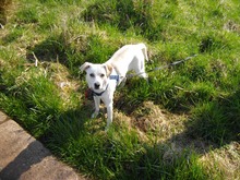 ANNI, Hund, Labrador Retriever-Mix in Vaalermoor - Bild 3