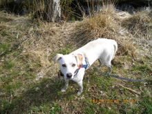 ANNI, Hund, Labrador Retriever-Mix in Vaalermoor - Bild 4