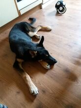 HAYWOOD, Hund, Mischlingshund in Bad Karlshafen - Bild 2