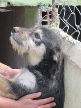 QUEEN, Hund, Mischlingshund in Italien - Bild 6