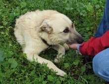 VERA, Hund, Mischlingshund in Rüthen - Bild 17