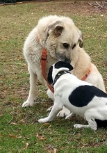 VERA, Hund, Mischlingshund in Rüthen - Bild 5