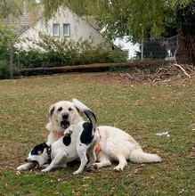 VERA, Hund, Mischlingshund in Rüthen - Bild 6
