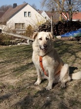 VERA, Hund, Mischlingshund in Rüthen - Bild 8