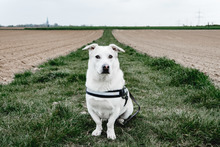 CHARLY, Hund, Mischlingshund in Ehningen - Bild 10